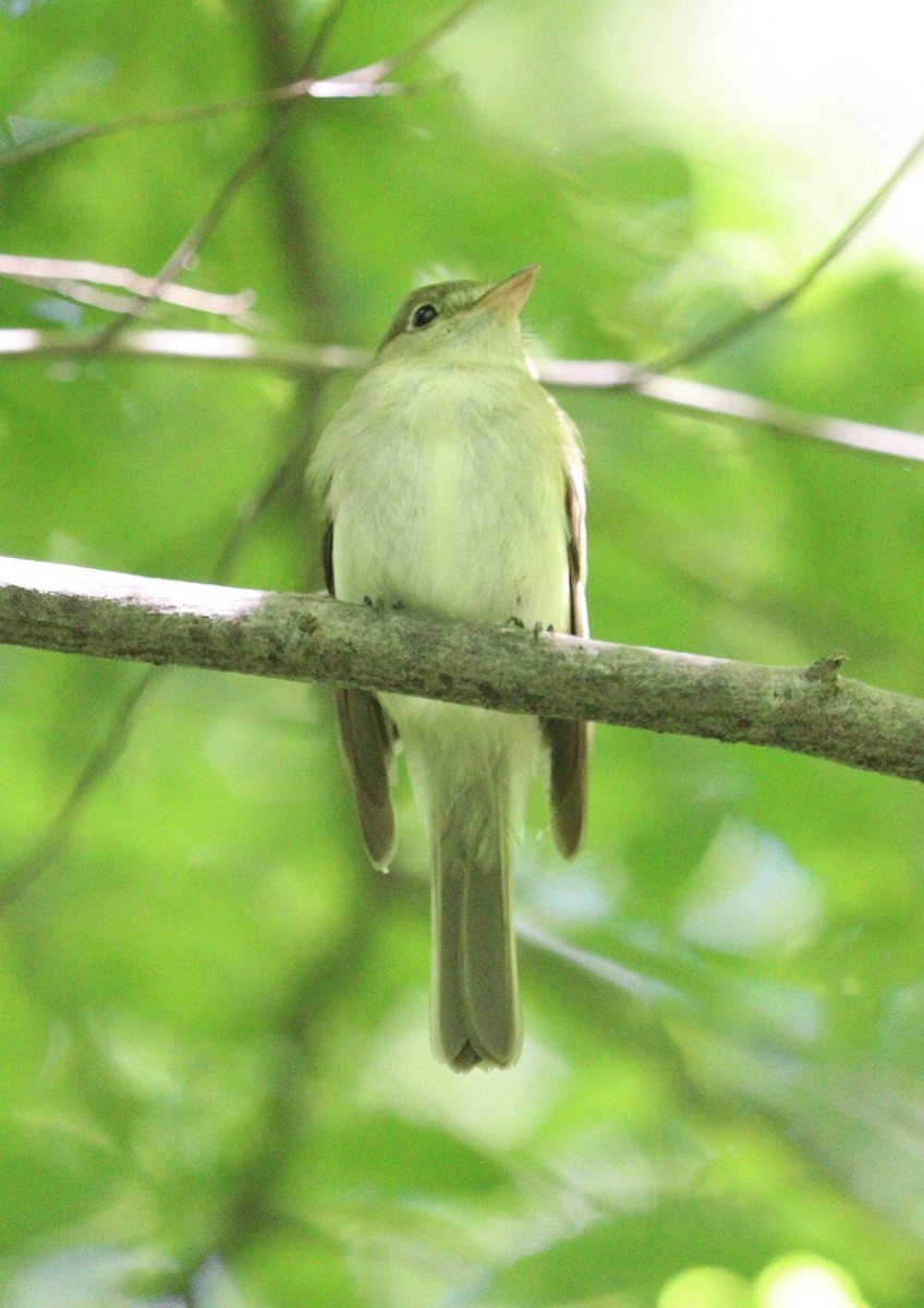 Acadian Flycatcher - Pete Shen