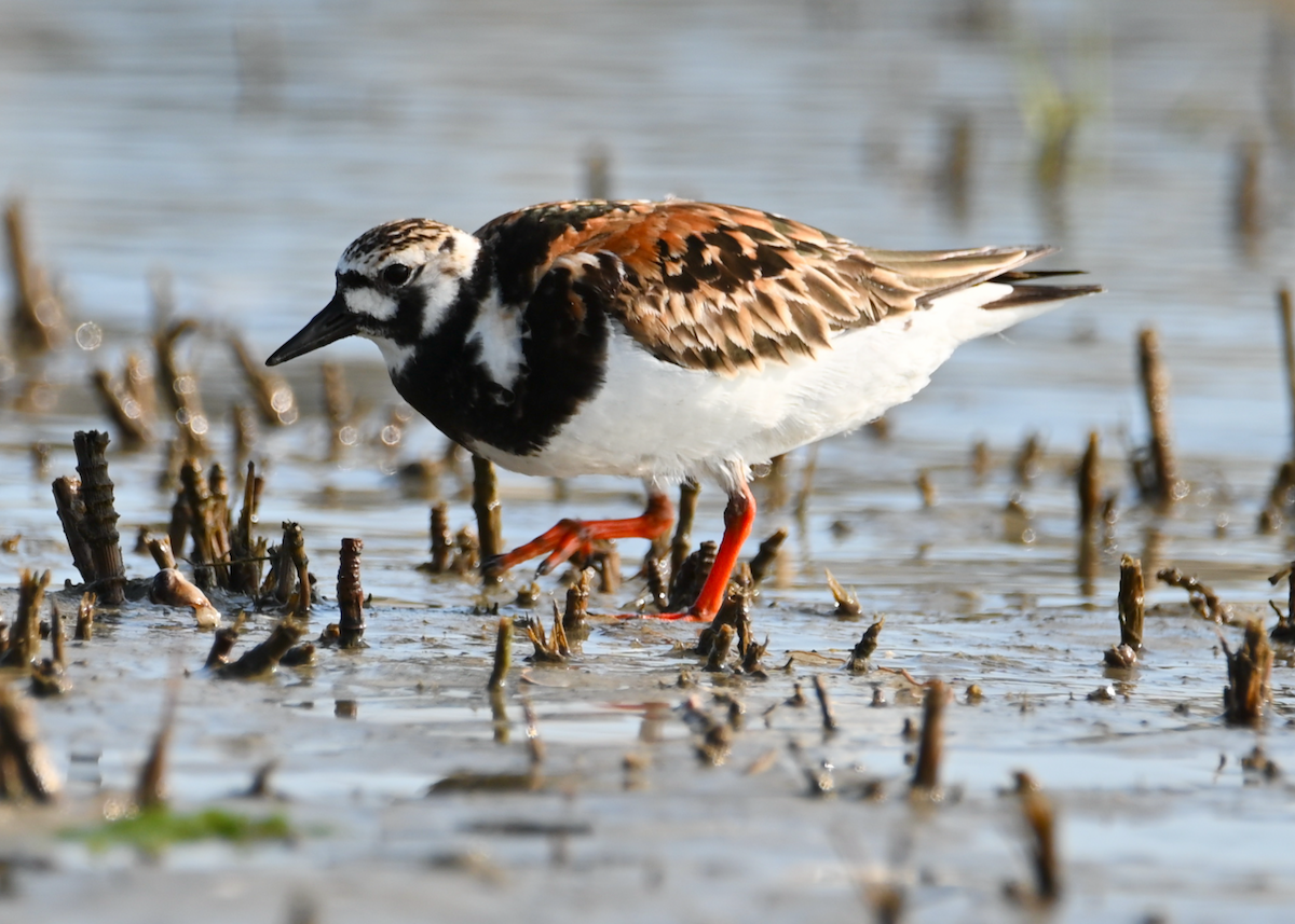 Ruddy Turnstone - Heather Buttonow