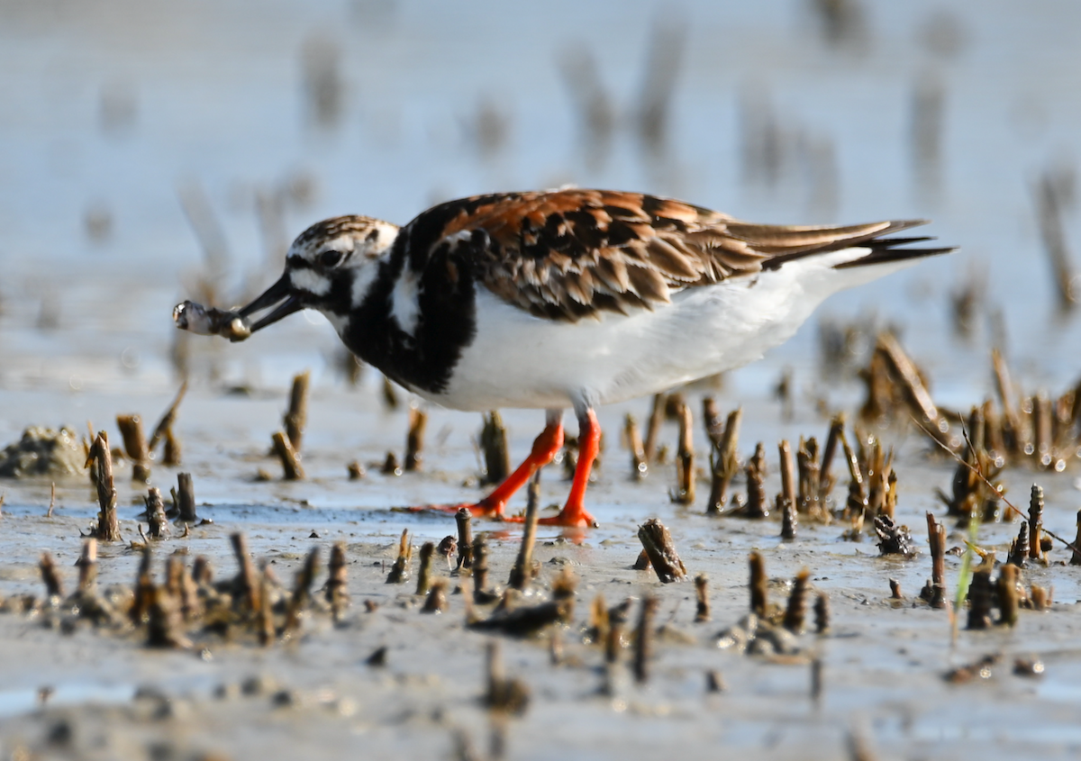 Ruddy Turnstone - Heather Buttonow