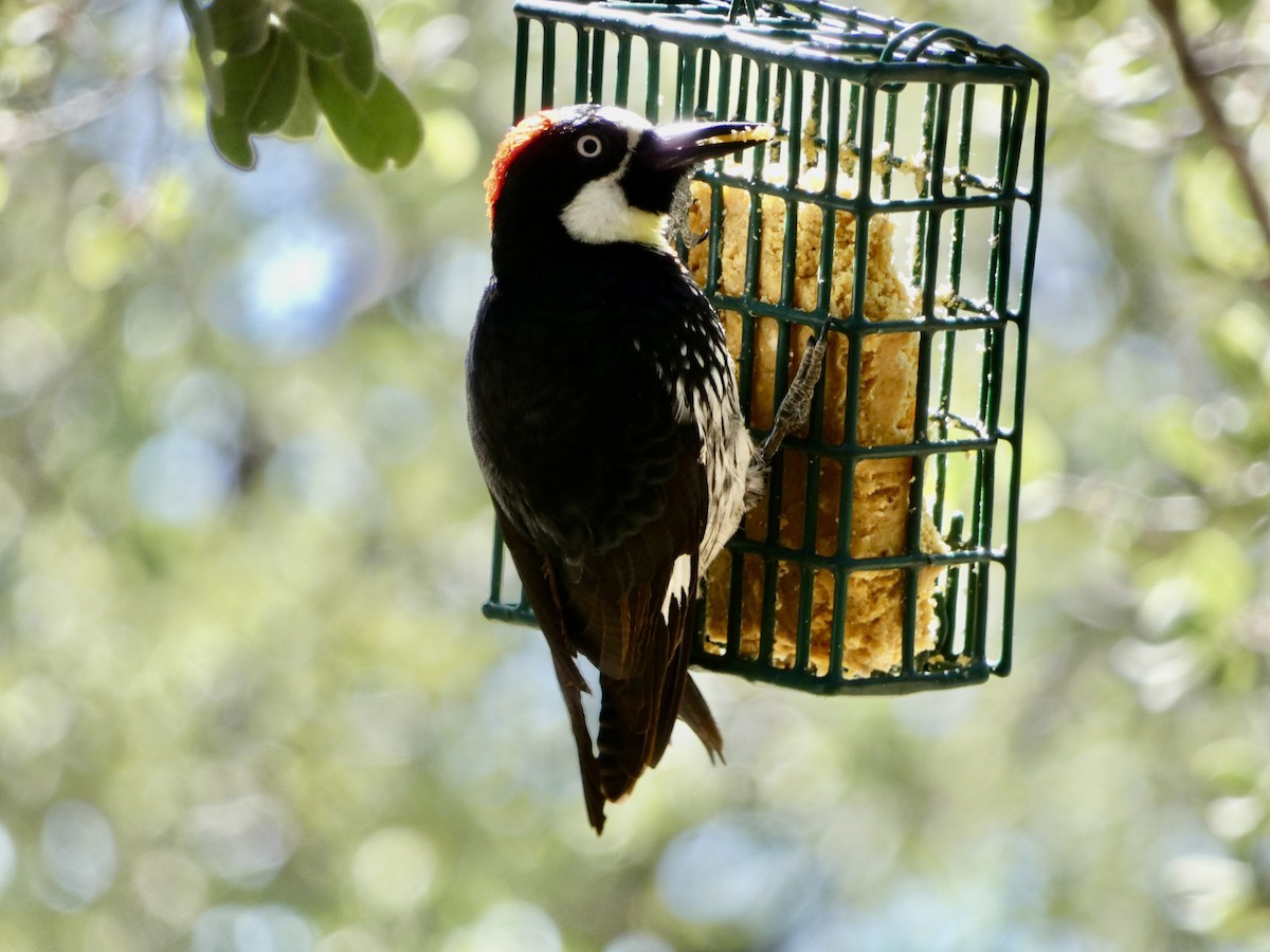 Acorn Woodpecker - Heidi Erstad