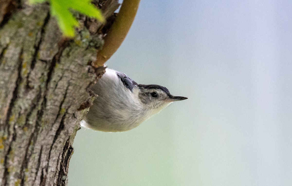 White-breasted Nuthatch - Scott Murphy