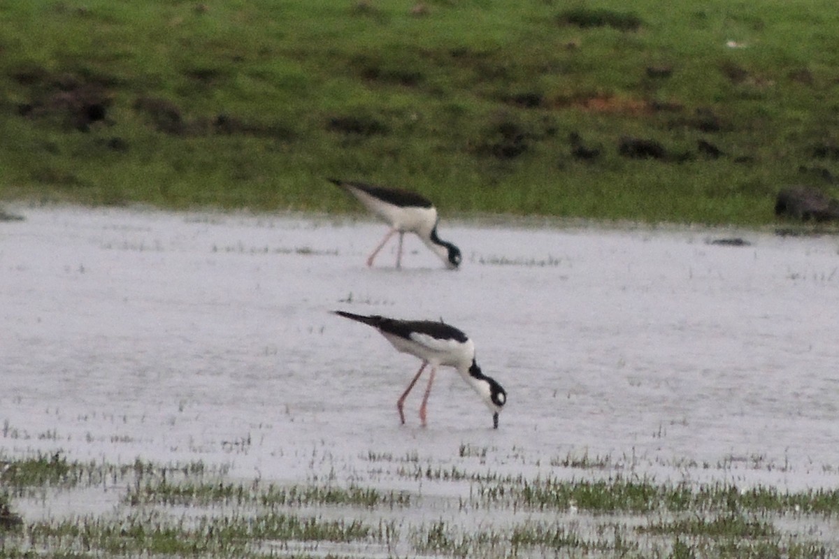 Black-necked Stilt - Licinio Garrido Hoyos