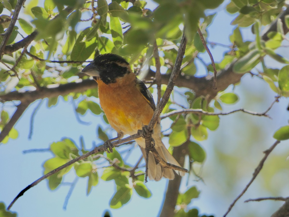 Black-headed Grosbeak - Heidi Erstad