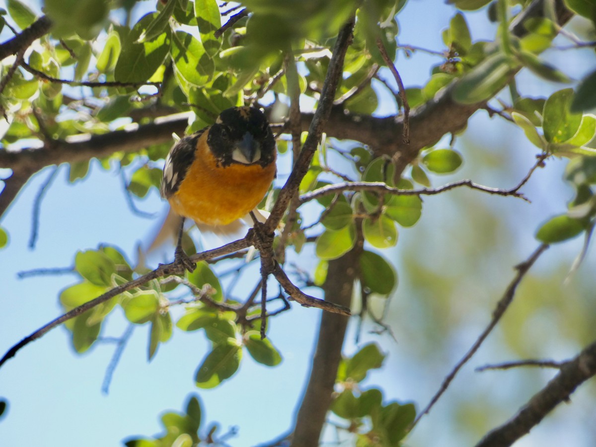 Black-headed Grosbeak - Heidi Erstad