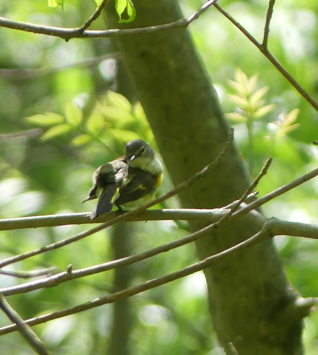 American Redstart - claudine lafrance cohl