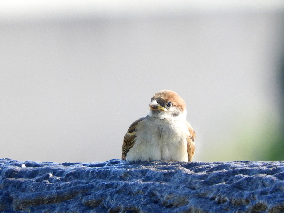 Eurasian Tree Sparrow - Yutaka Ishizu