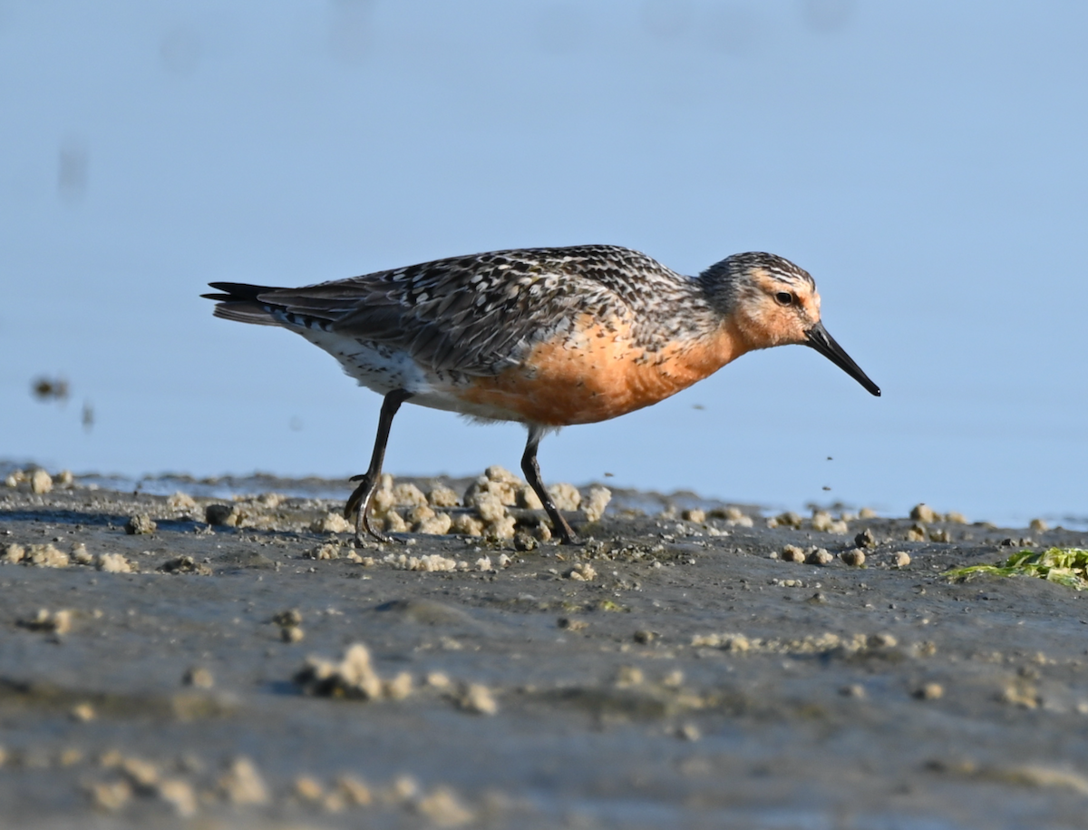 Red Knot - Heather Buttonow