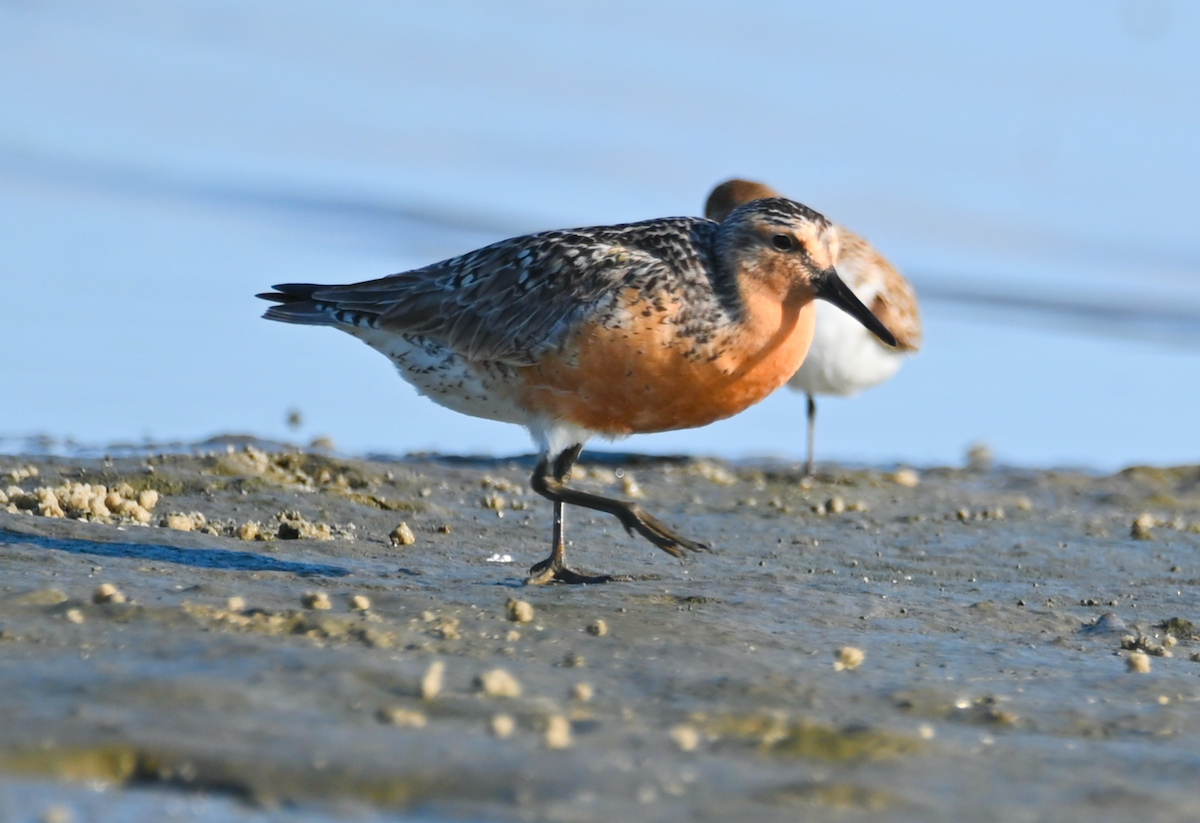 Red Knot - Heather Buttonow