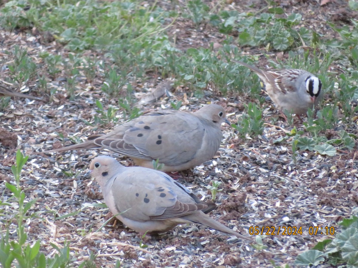 Mourning Dove - Anonymous