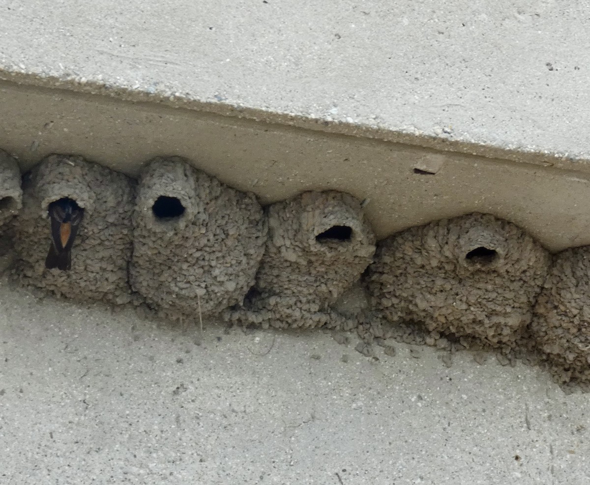 Cliff Swallow - Marie Connors