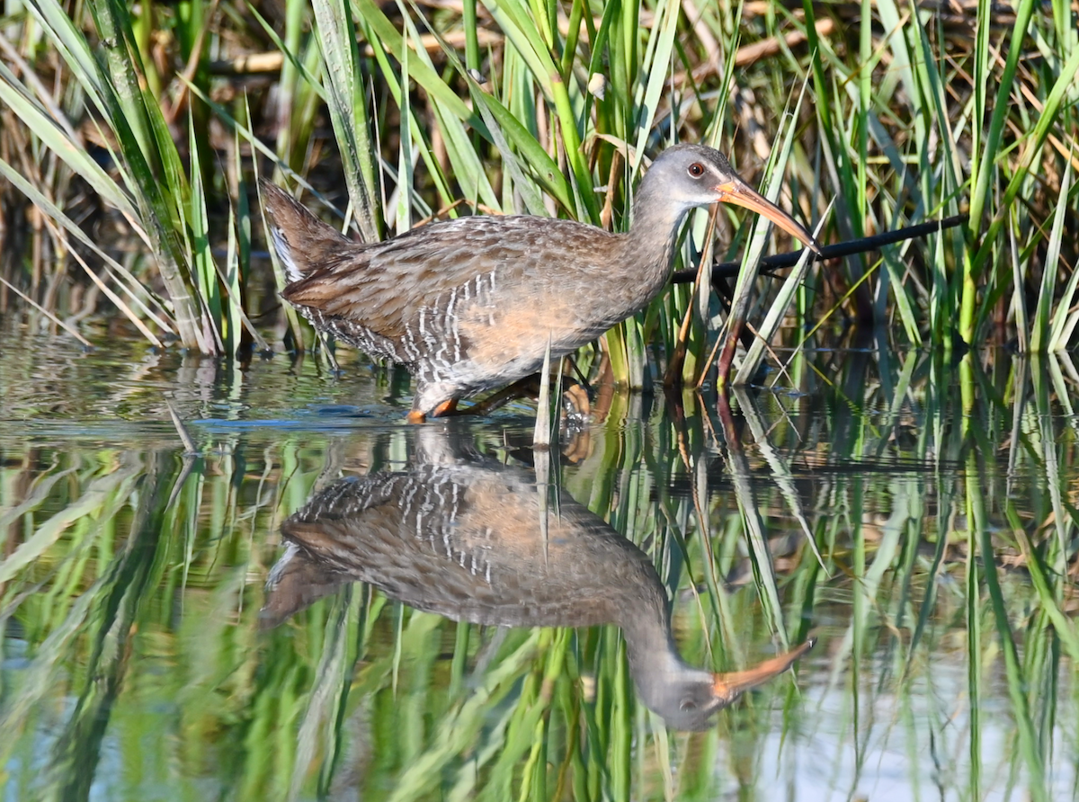 Clapper Rail - ML619511181