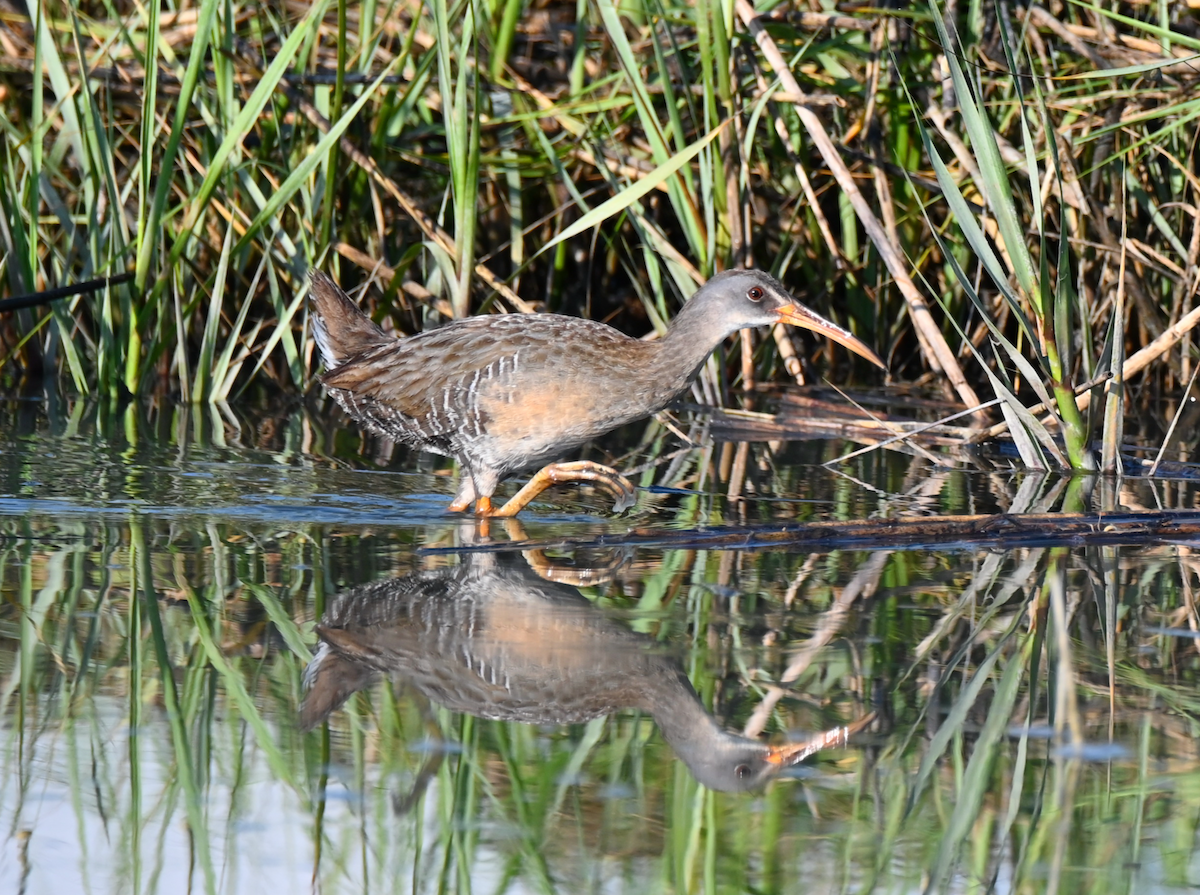 Clapper Rail - Heather Buttonow