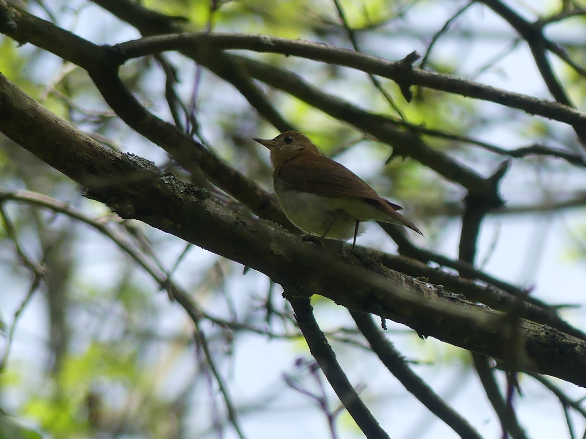 Veery - claudine lafrance cohl