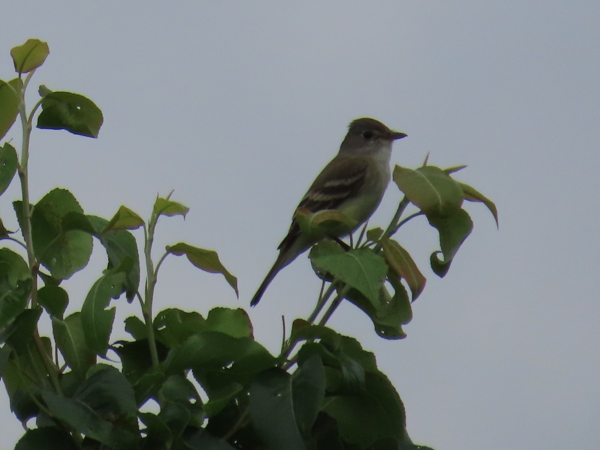 Willow Flycatcher - ML619511186