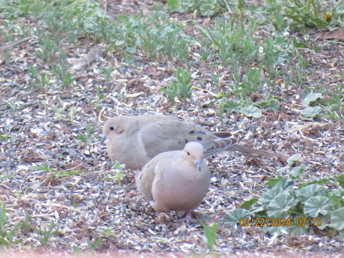 Mourning Dove - Anonymous