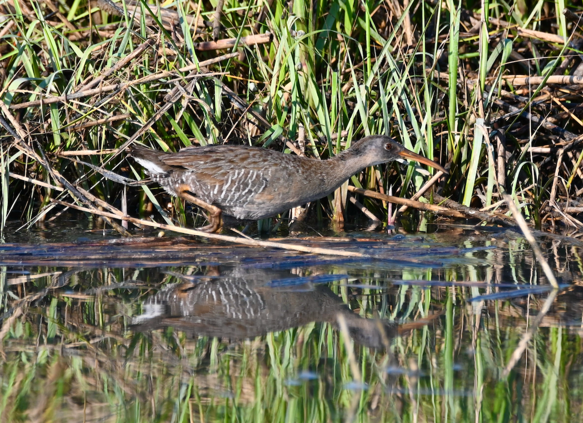 Clapper Rail - ML619511188