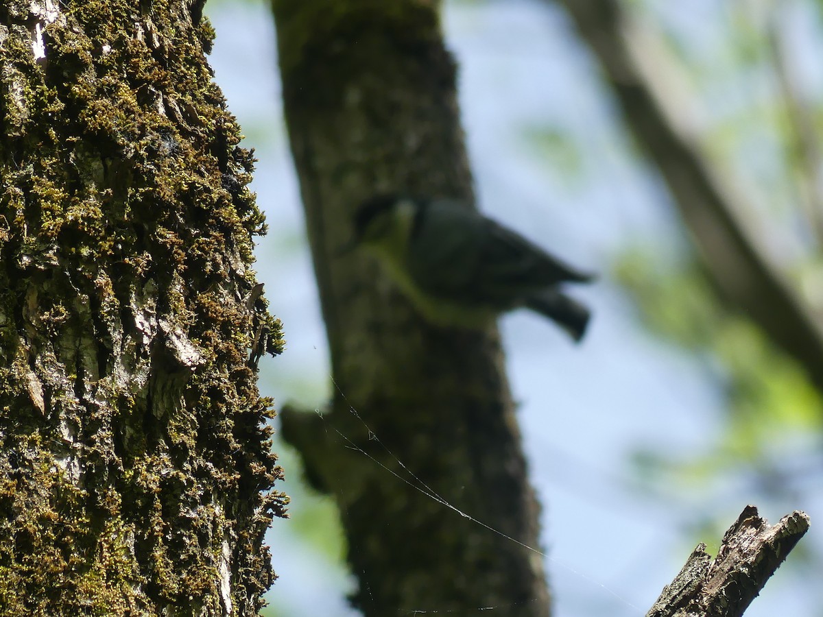 White-breasted Nuthatch - claudine lafrance cohl