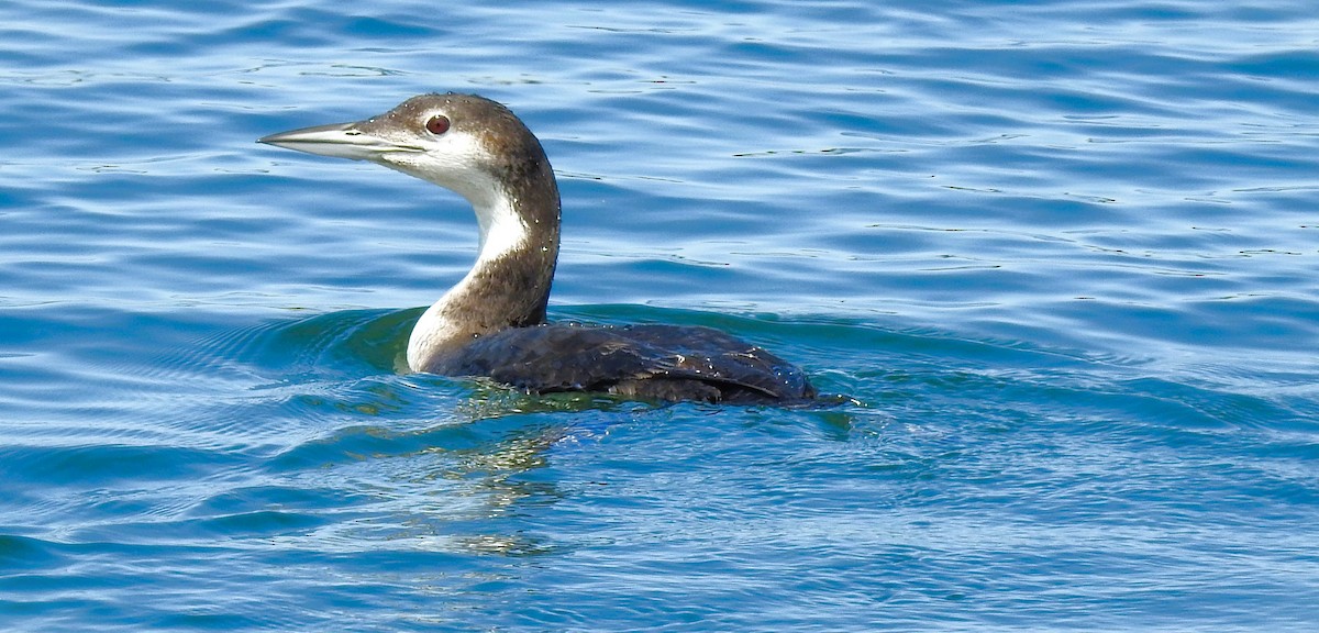 Common Loon - Elke Davis