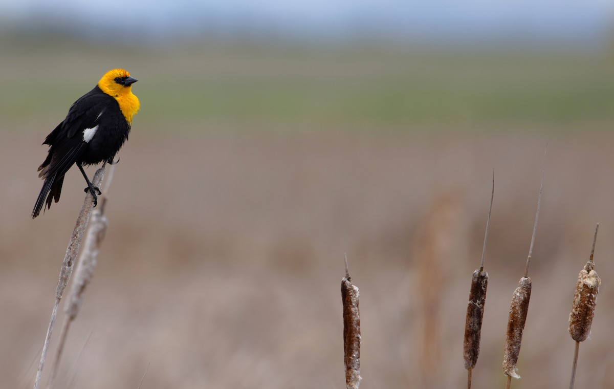 Yellow-headed Blackbird - Braydon Luikart