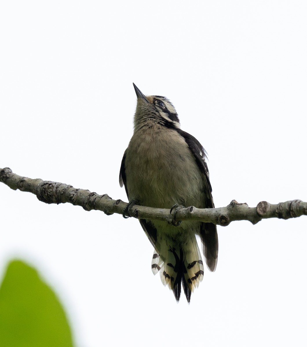 Downy Woodpecker - Scott Murphy