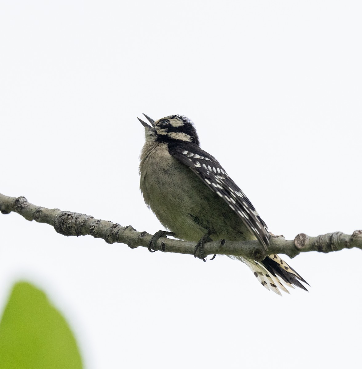 Downy Woodpecker - Scott Murphy