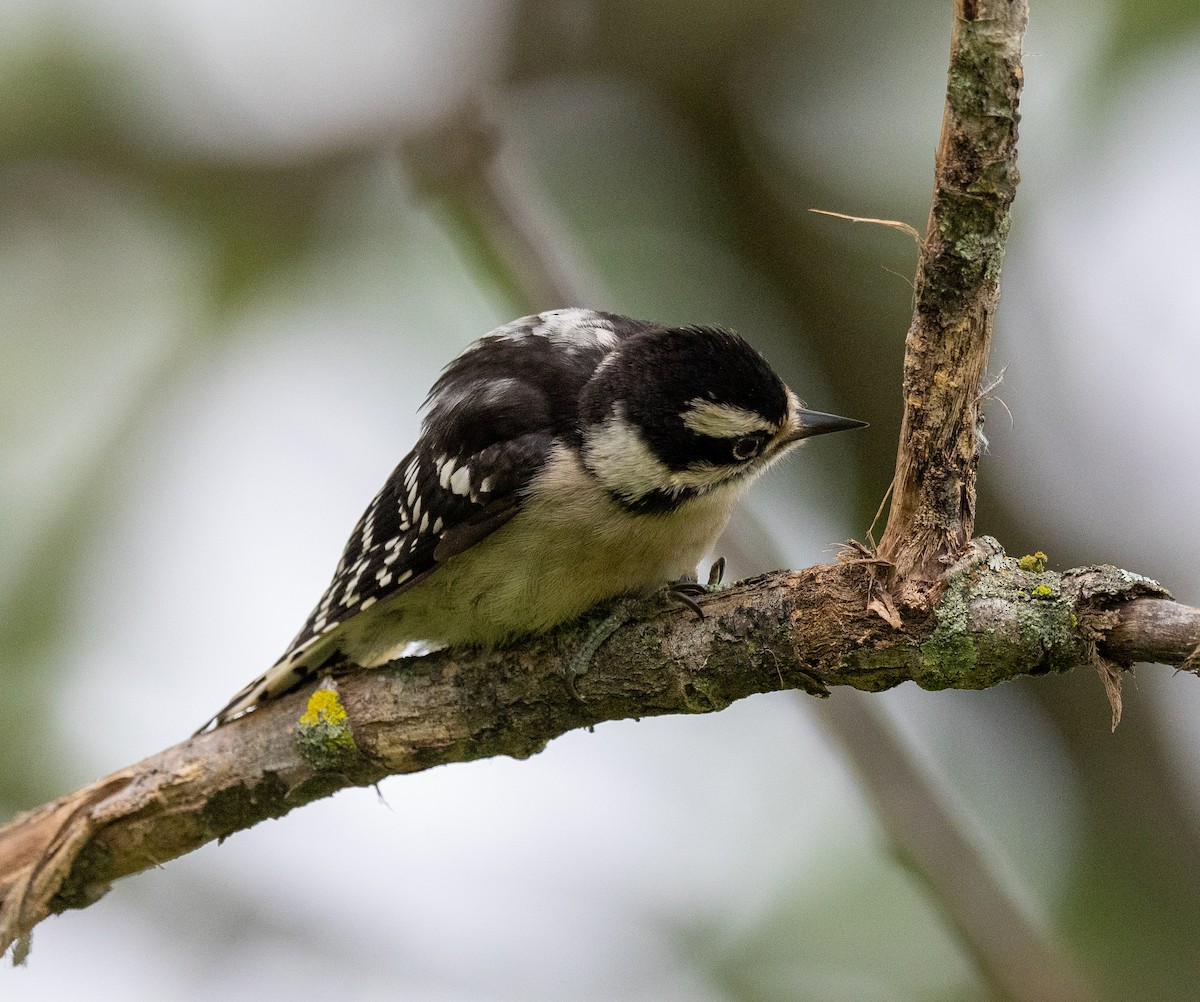 Downy Woodpecker - Scott Murphy