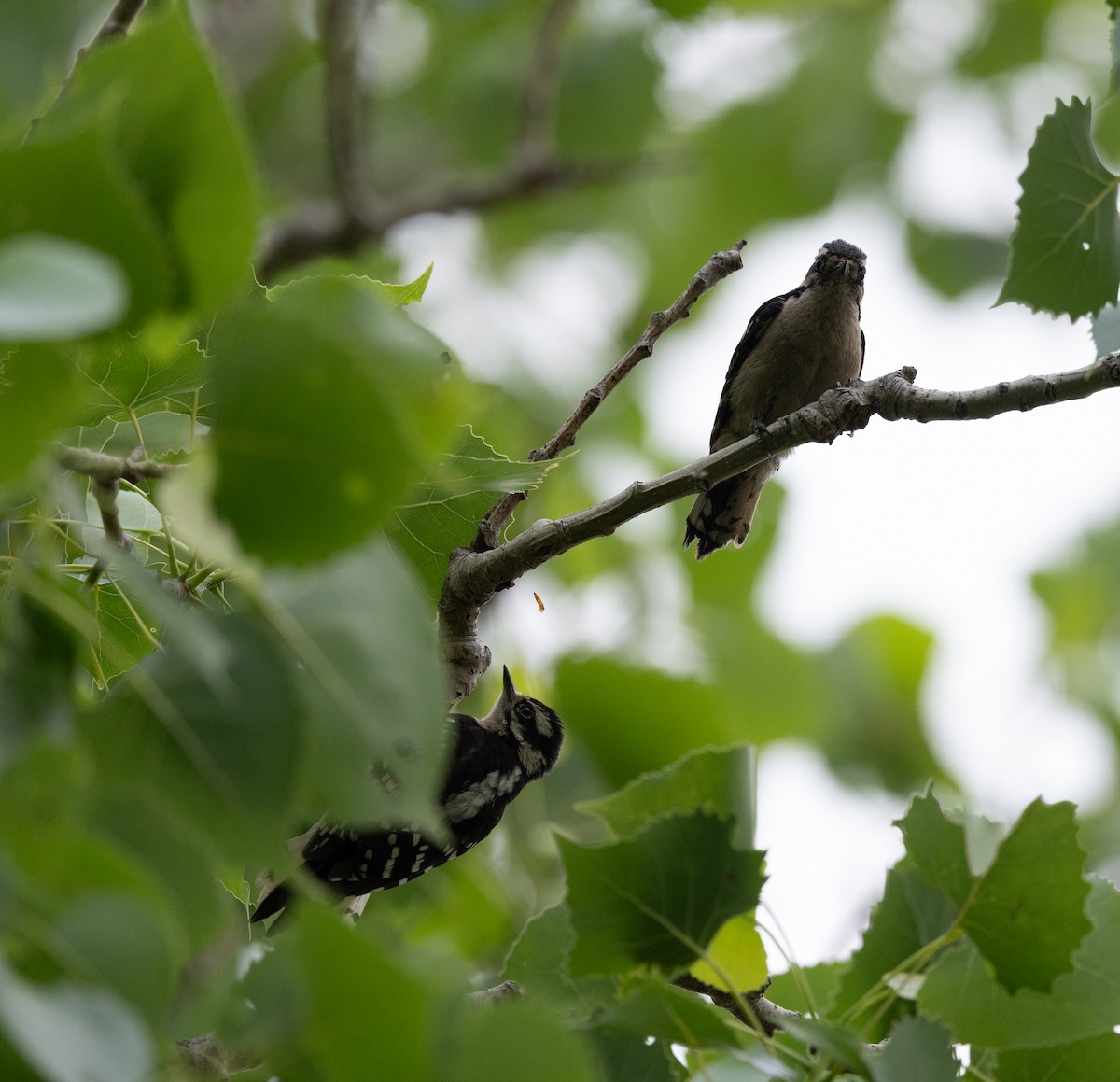 Downy Woodpecker - Scott Murphy