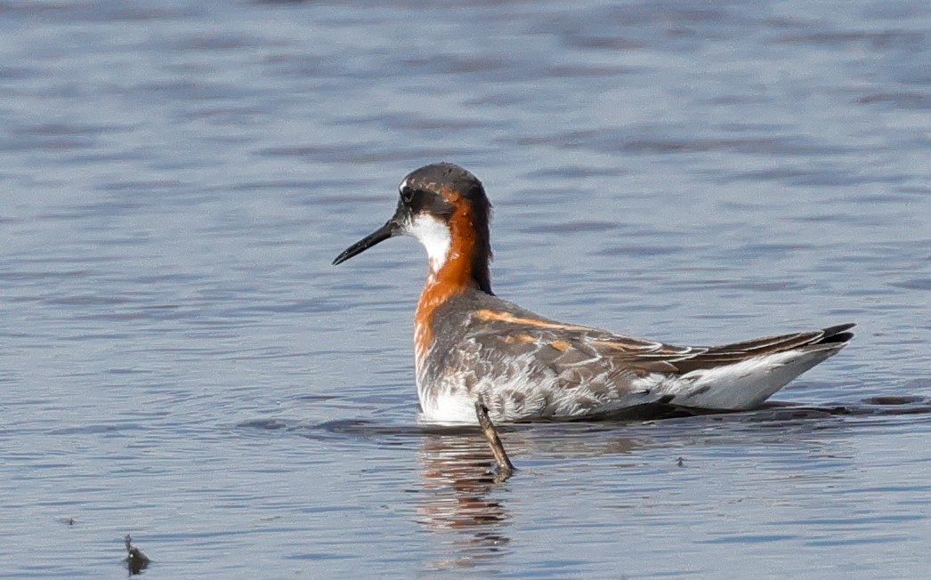 Red-necked Phalarope - Terry Spitzenberger