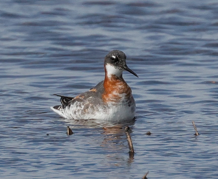 Red-necked Phalarope - Terry Spitzenberger