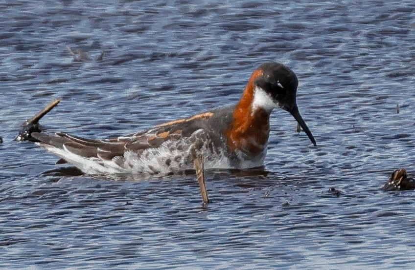 Red-necked Phalarope - Terry Spitzenberger