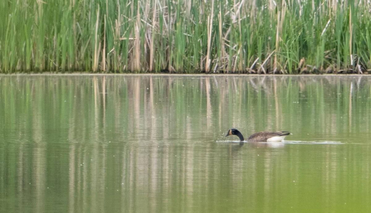 Canada Goose - Matt M.