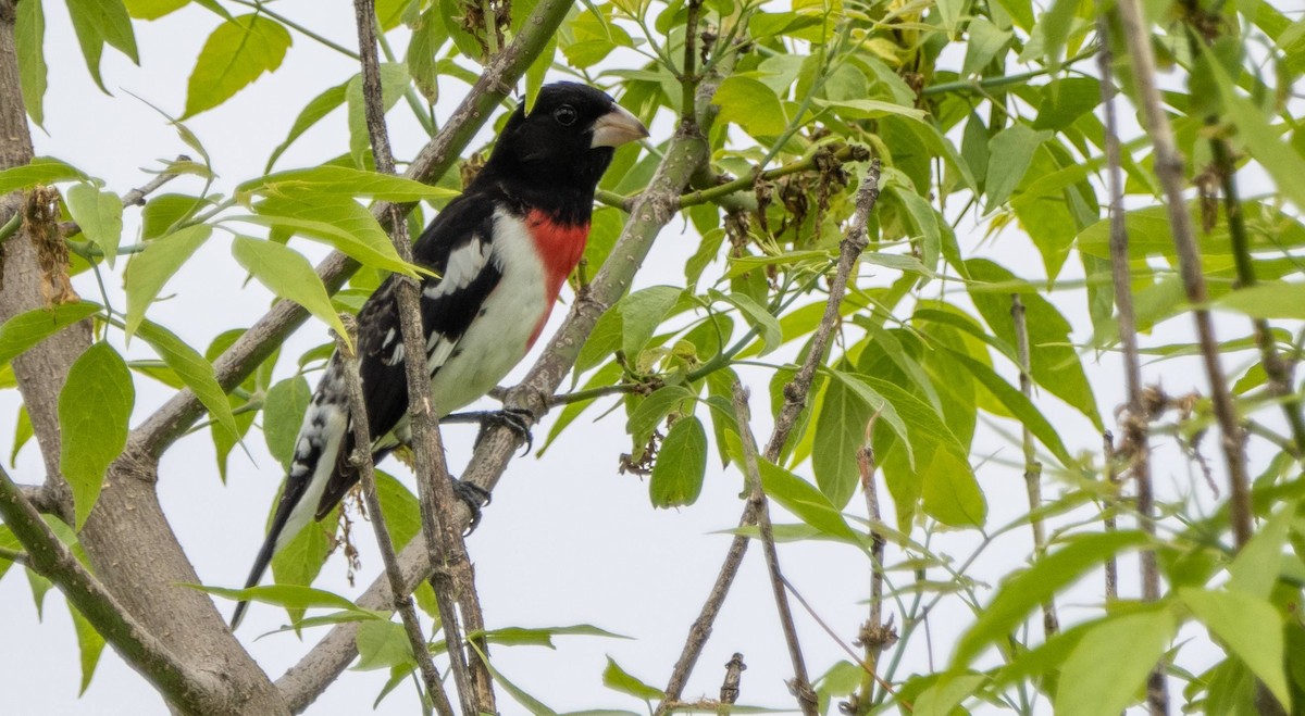 Rose-breasted Grosbeak - Matt M.