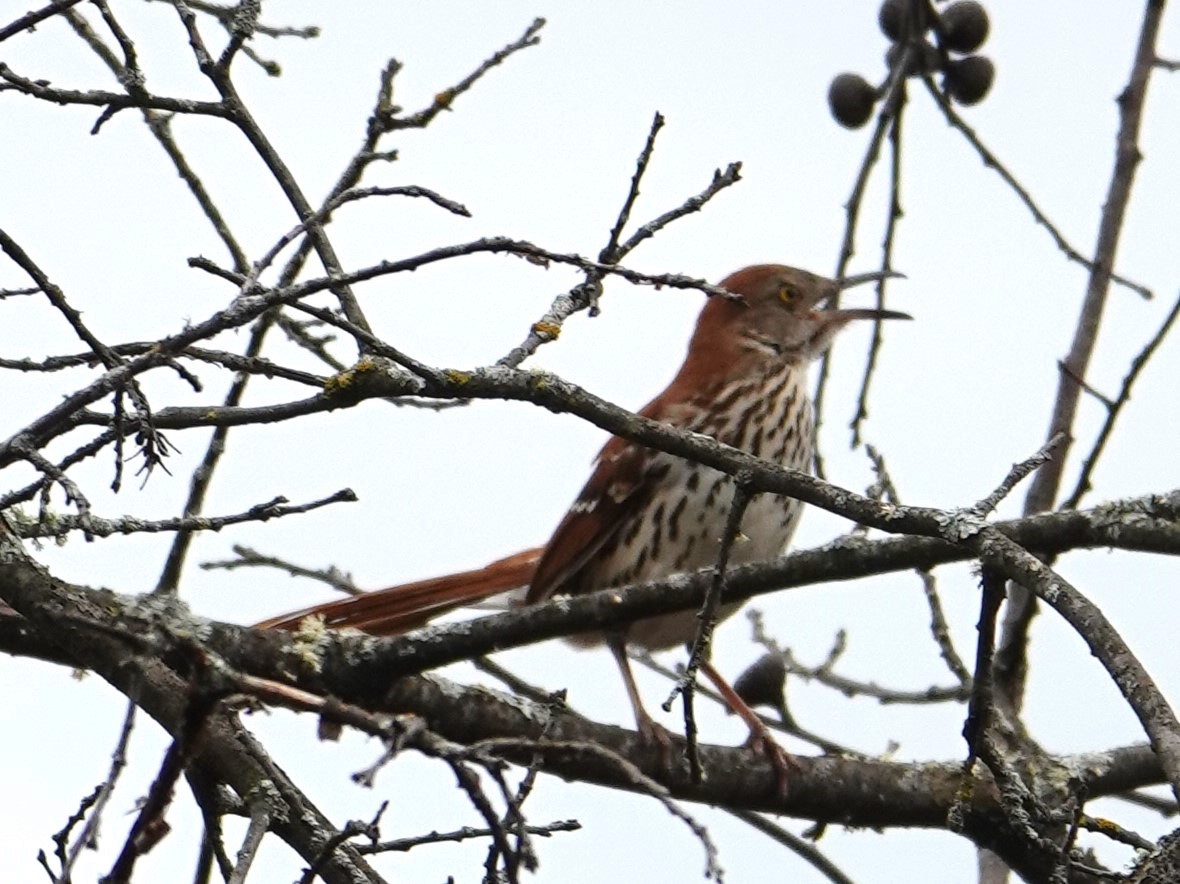 Brown Thrasher - Dave Hanscom