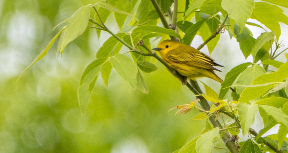 Yellow Warbler - Matt M.