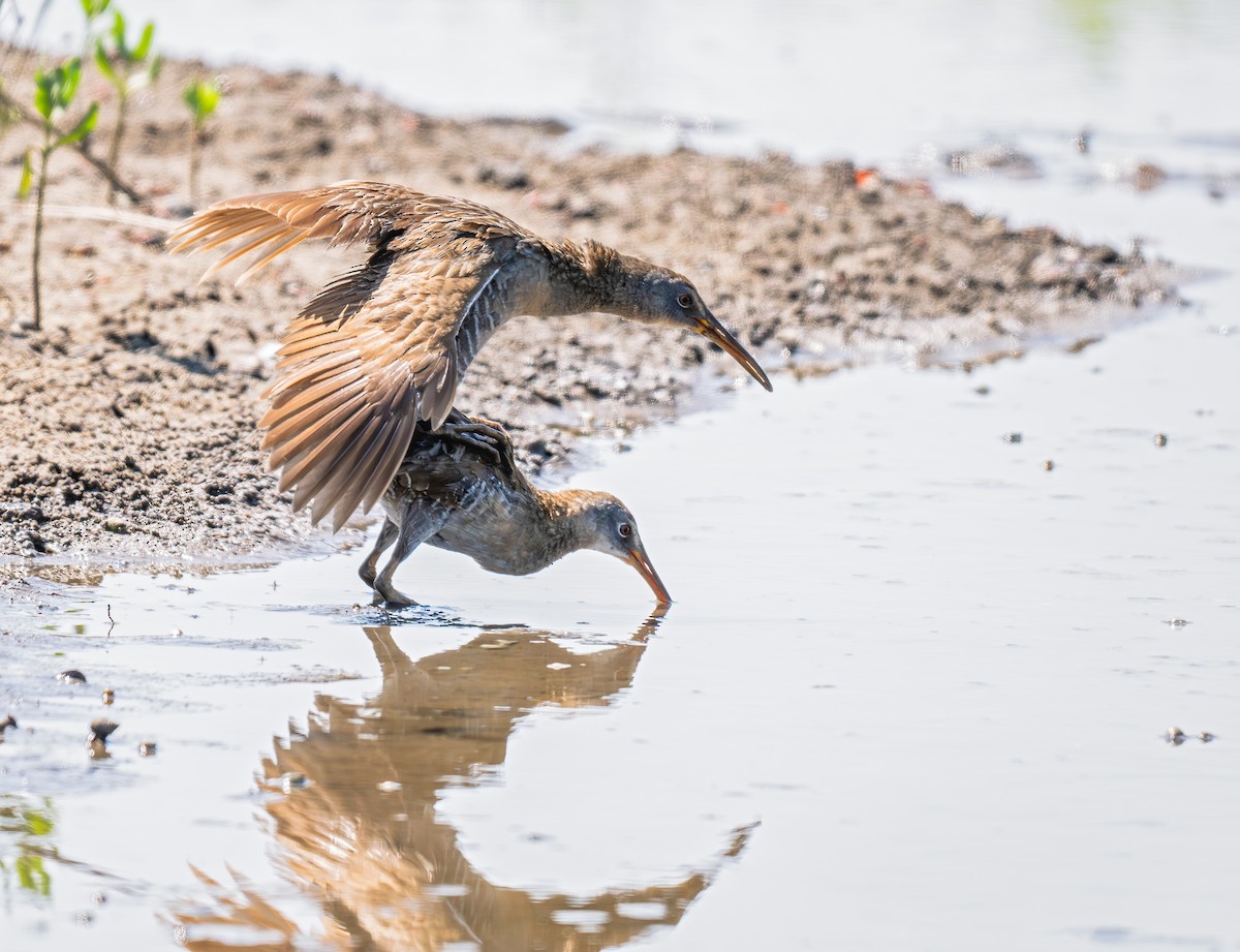 Clapper Rail - Karen Szafrajda