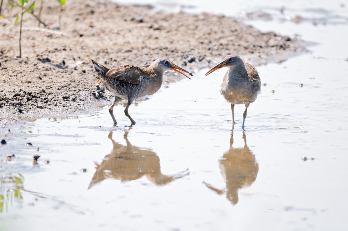 Clapper Rail - Karen Szafrajda