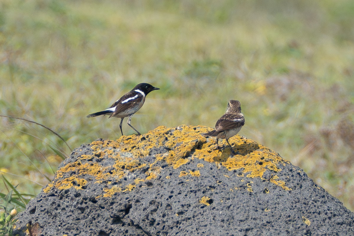 Amur Stonechat - Fran Kim