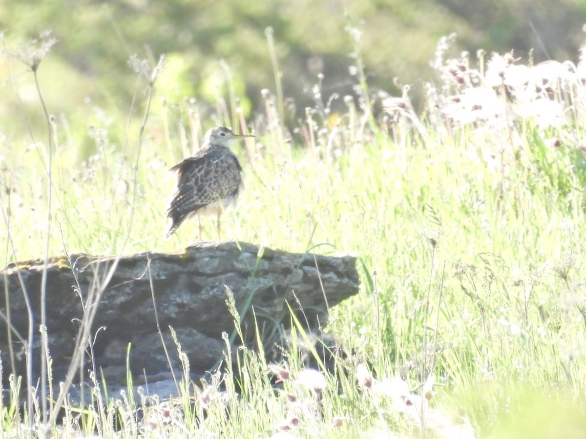 Upland Sandpiper - Deb Diane