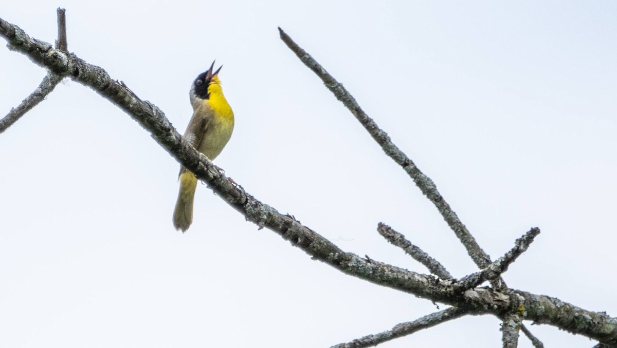 Common Yellowthroat - Matt M.