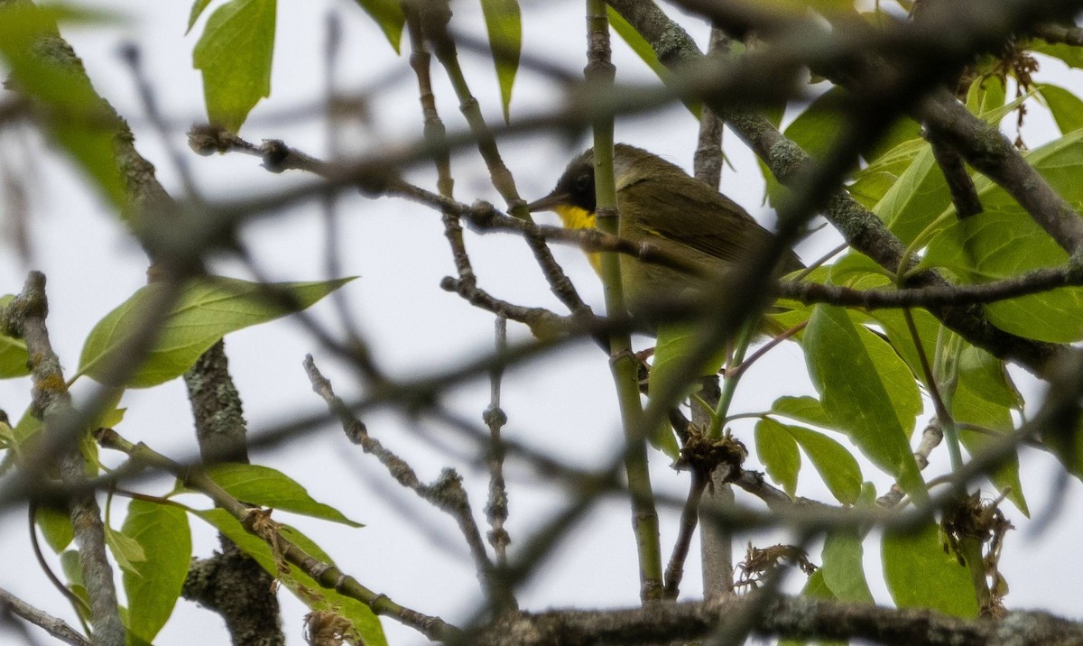 Common Yellowthroat - Matt M.