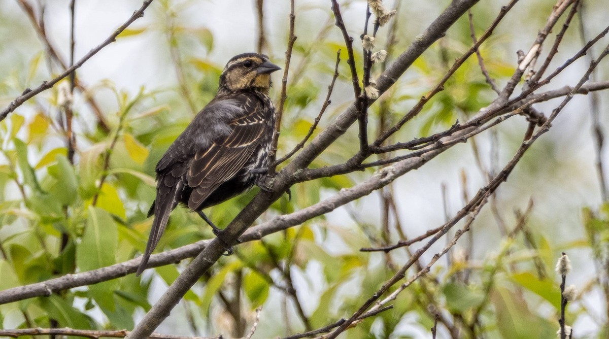 Red-winged Blackbird - Matt M.