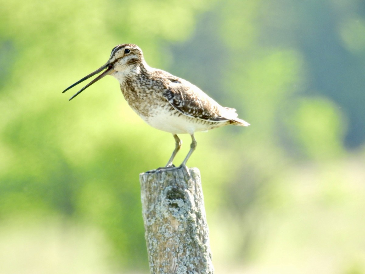 Wilson's Snipe - Deb Diane