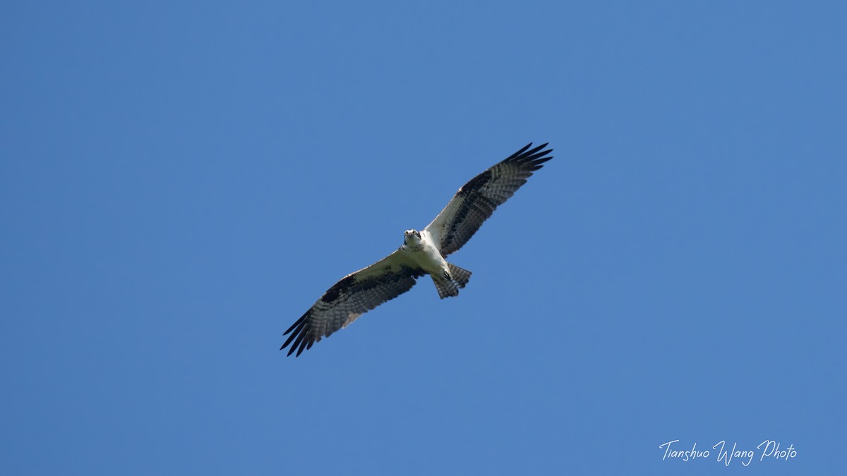 Osprey - Tianshuo Wang