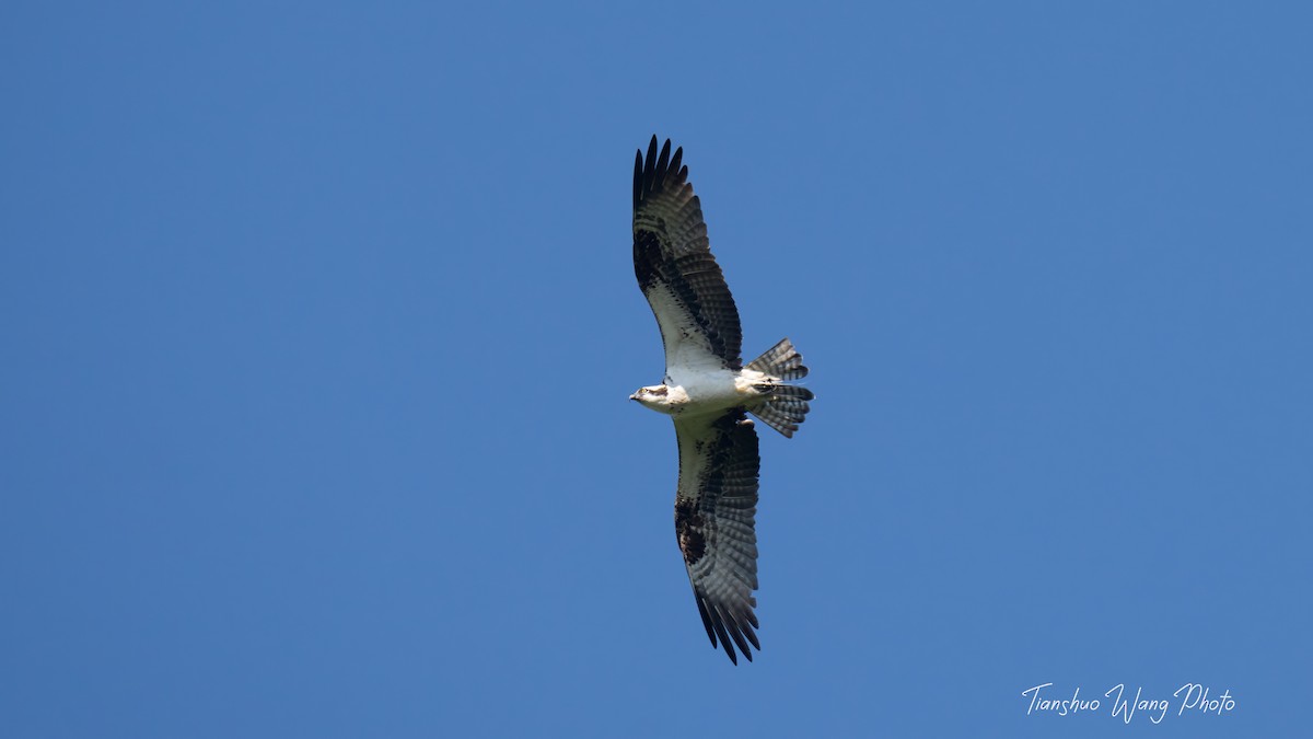 Osprey - Tianshuo Wang