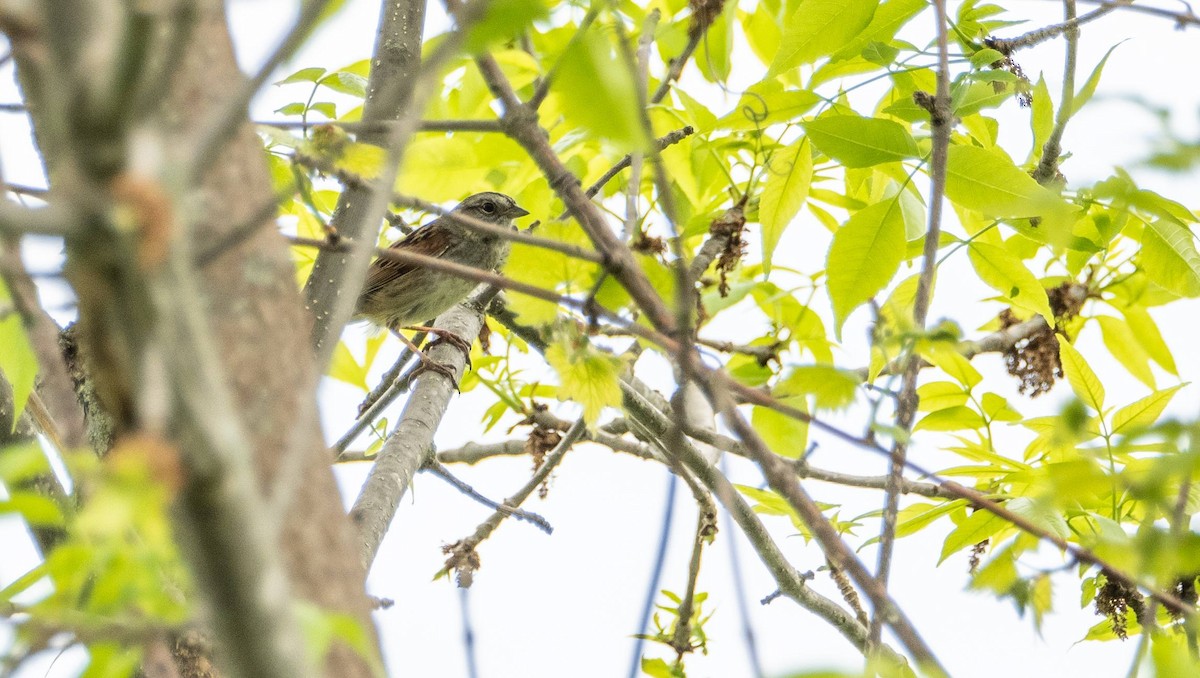 Swamp Sparrow - Matt M.