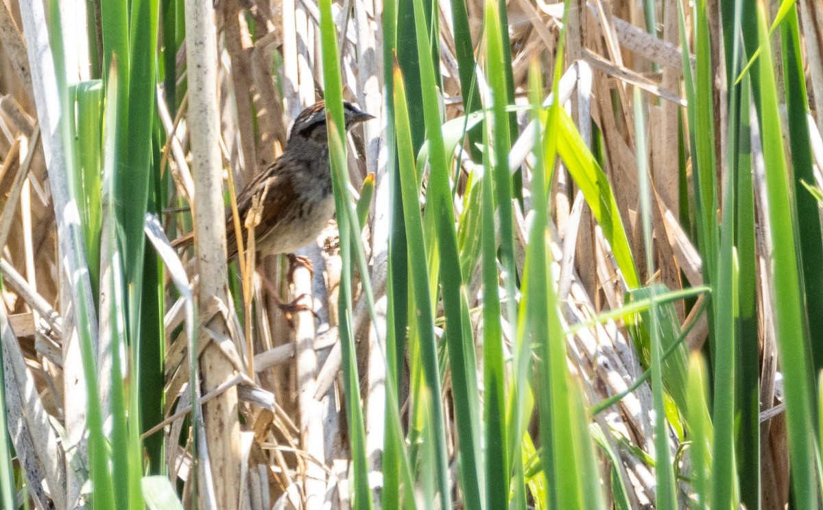 Swamp Sparrow - Matt M.