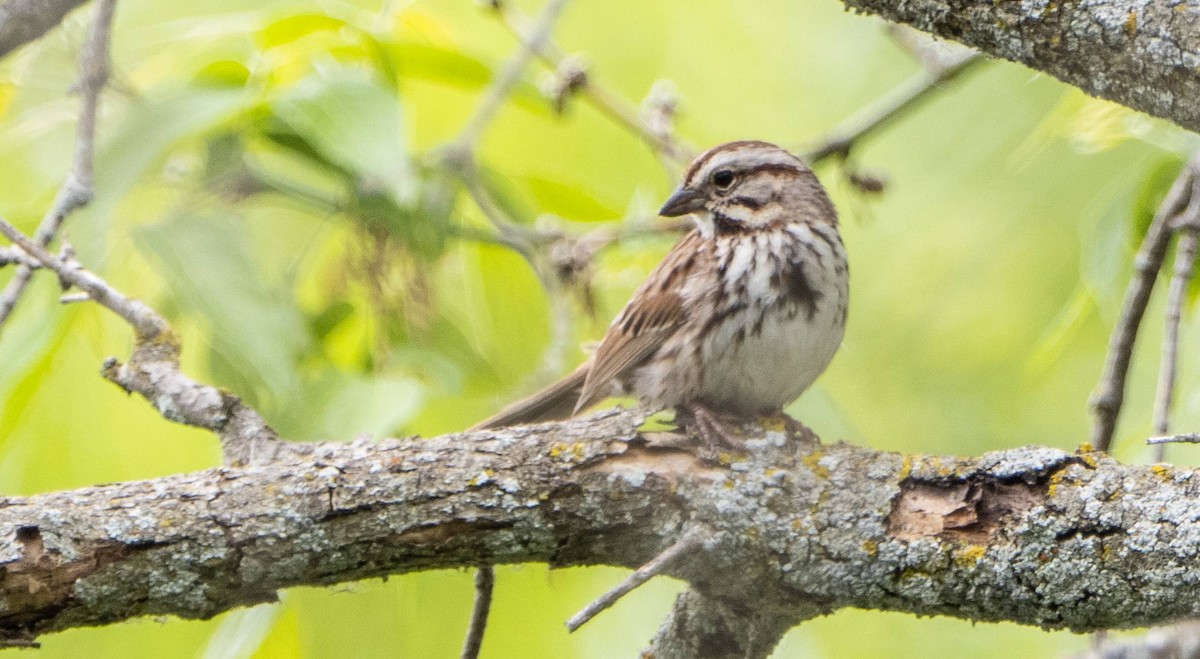 Song Sparrow - Matt M.