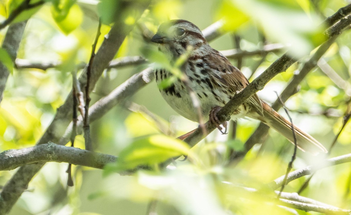 Song Sparrow - Matt M.