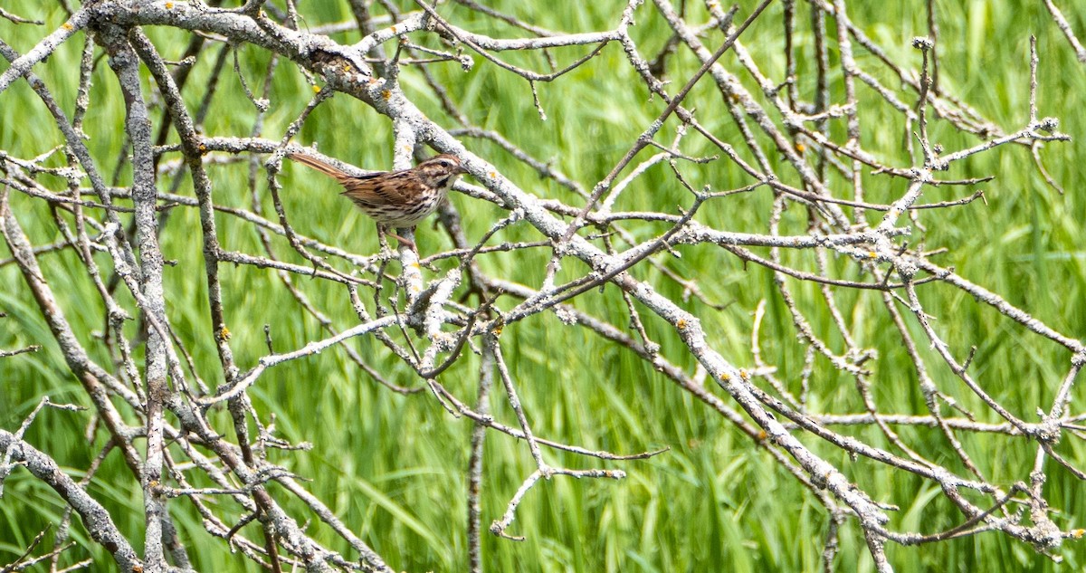 Song Sparrow - Matt M.