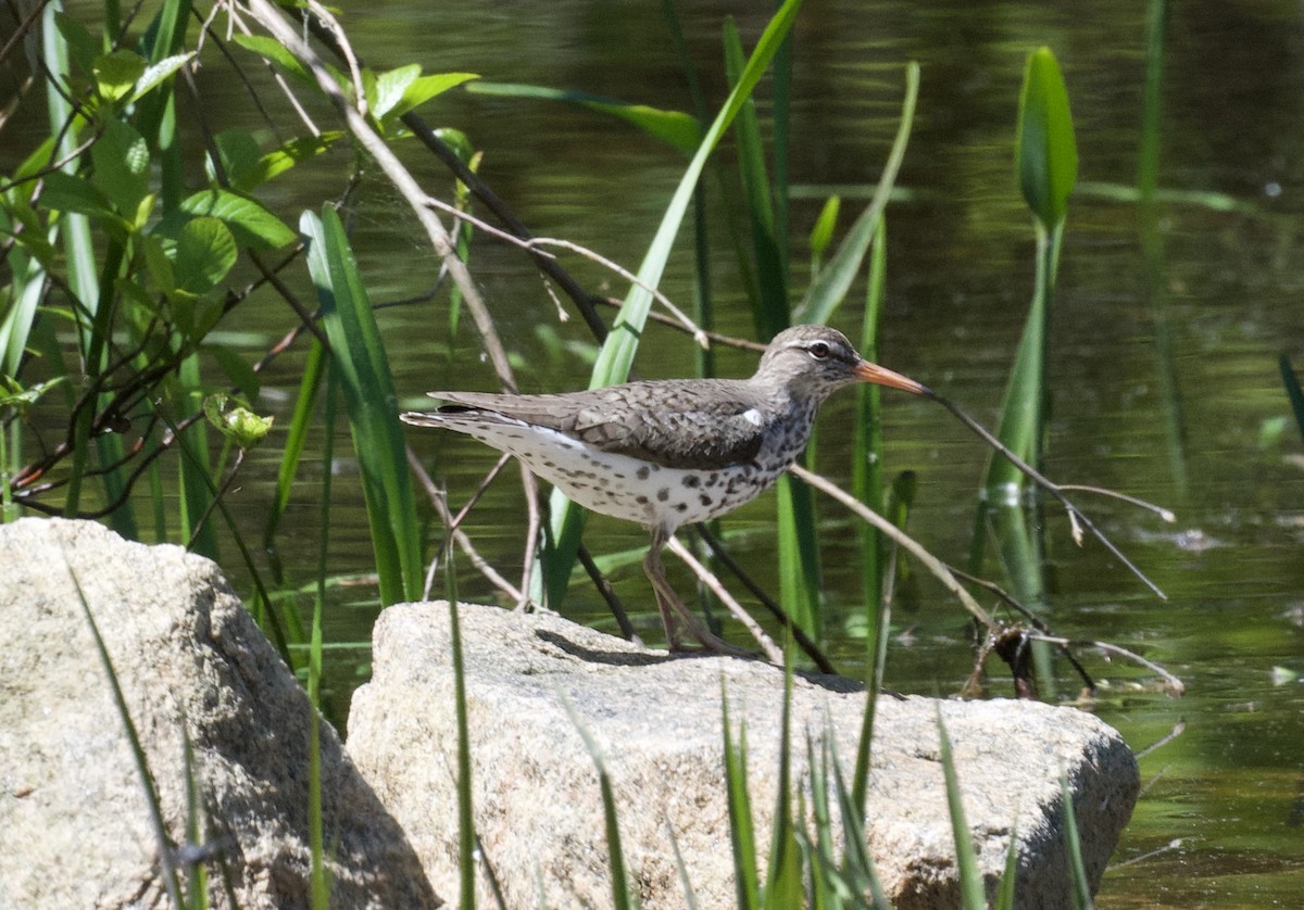 Spotted Sandpiper - Christopher Veale